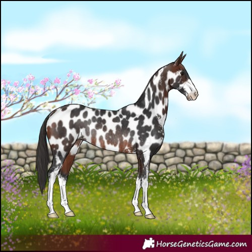 Horse Color:Brown Sabino Near Leopard Rabicano