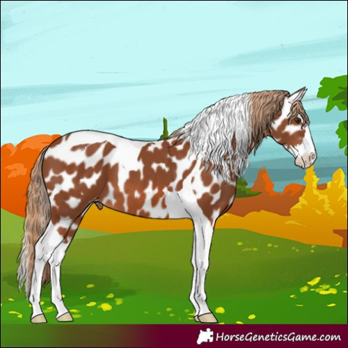 Horse Color:Chestnut Splash Tobiano Near Leopard
