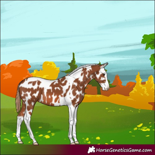 Horse Color:Chestnut Splash Tobiano Appaloosa