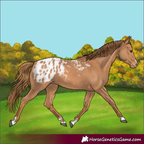 Horse Color:Chestnut Blanket