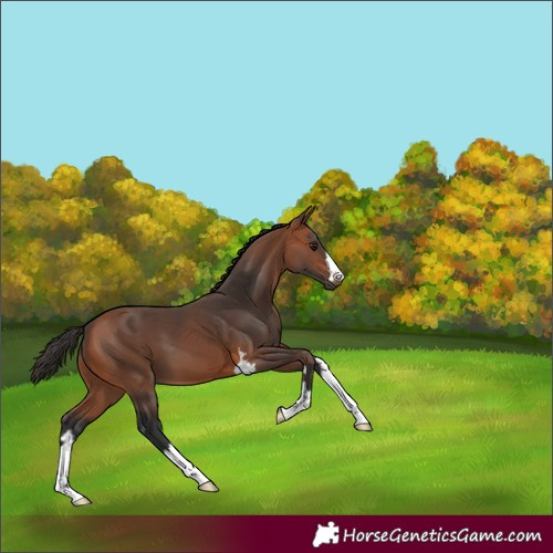 Horse Color:Bay 