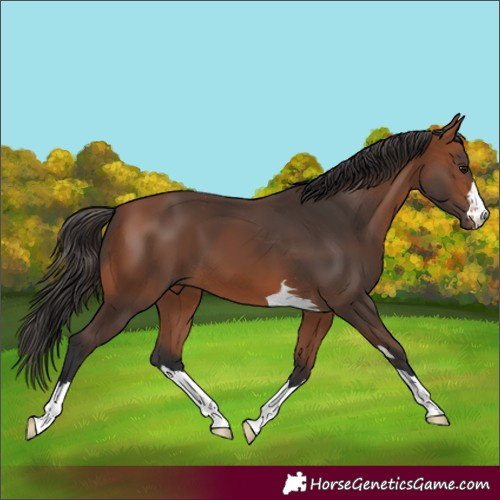 Horse Color:Bay 