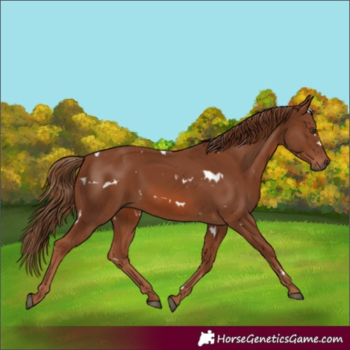 Horse Color:White Spotted Chestnut 