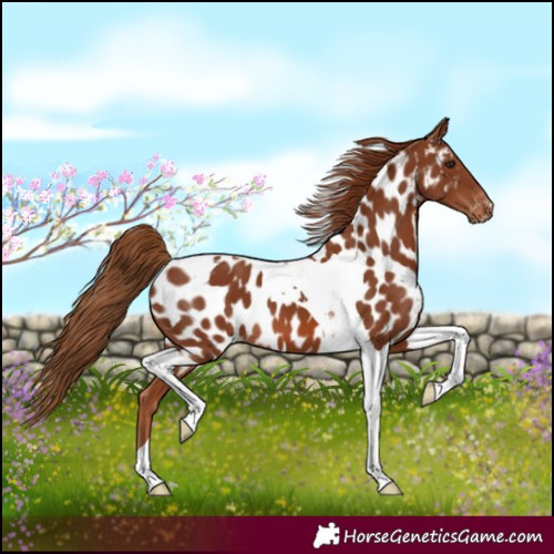 Horse Color:Chestnut Tobiano Near Leopard