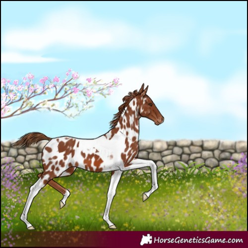 Horse Color:Chestnut Tobiano Appaloosa 