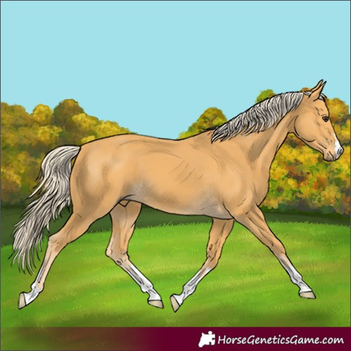 Horse Color:Palomino