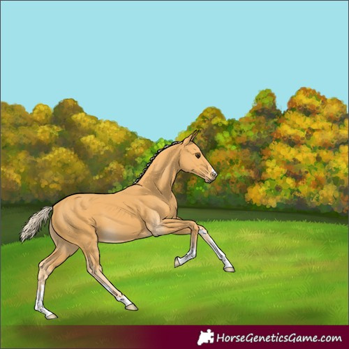 Horse Color:Palomino 