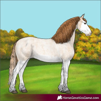 Horse Color:Red Dun Roan Splash Frame Rabicano