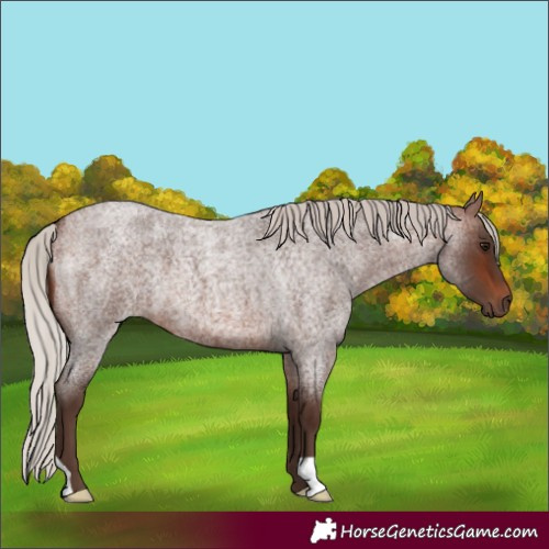 Horse Color:Silver Brown Roan
