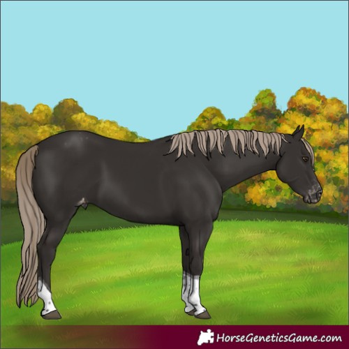 Horse Color:Liver Chestnut Tobiano Varnish 