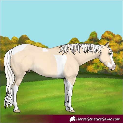 Horse Color:Silver Amber Cream Champagne Dun Splash Tobiano