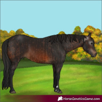 Horse Color:Brown Rabicano and Gray Brown Rabicano