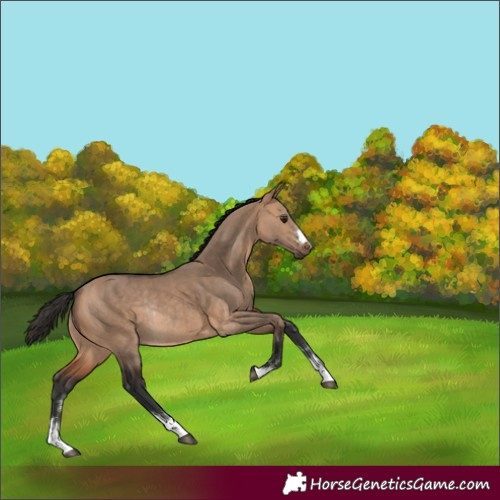 Horse Color:Bay Dun Rabicano 