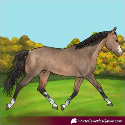 Horse Color:Bay Dun Rabicano 