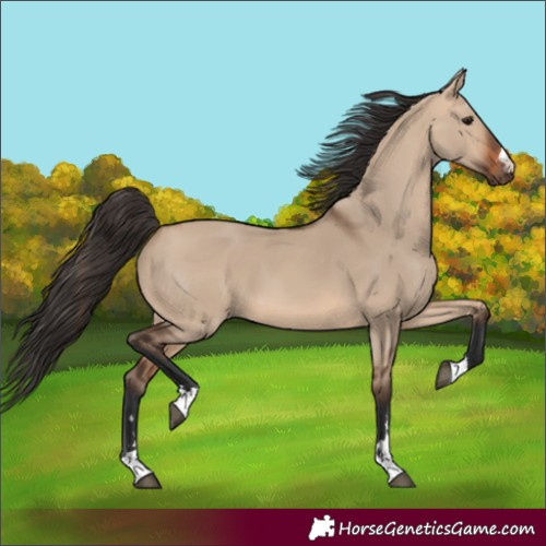 Horse Color:Bay Dun 
