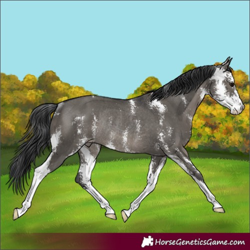 Horse Color:Grullo Sabino Rabicano 