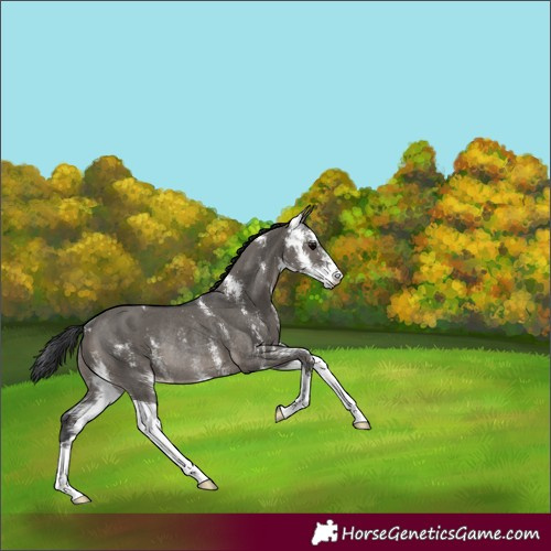 Horse Color:Grullo Sabino Rabicano 