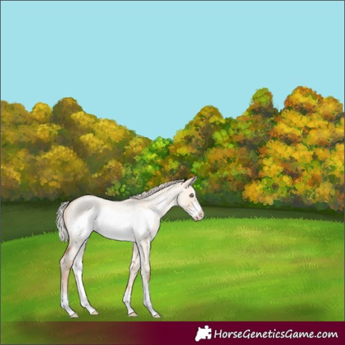 Horse Color:Silver Amber Champagne Roan Dun Sabino Frame Rabicano 