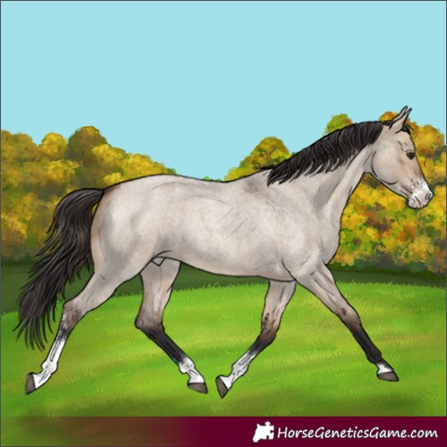Horse Color:Brown Roan Dun Sabino Rabicano