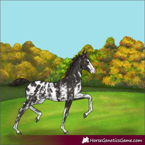Horse Color:Liver Chestnut Sabino Splash Blanket 