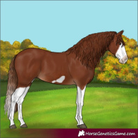 Horse Color:Chestnut Splash Frame 