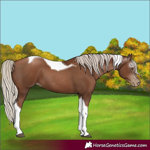 Horse Color:Gray Silver Black Pearl Tobiano 