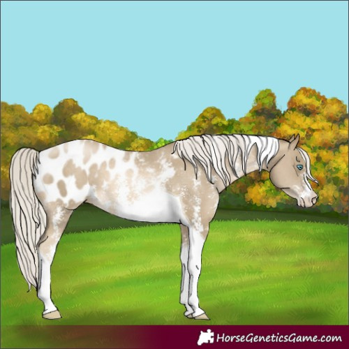 Horse Color:Silver Smoky Black Pearl Sabino Tobiano Blanket Rabicano