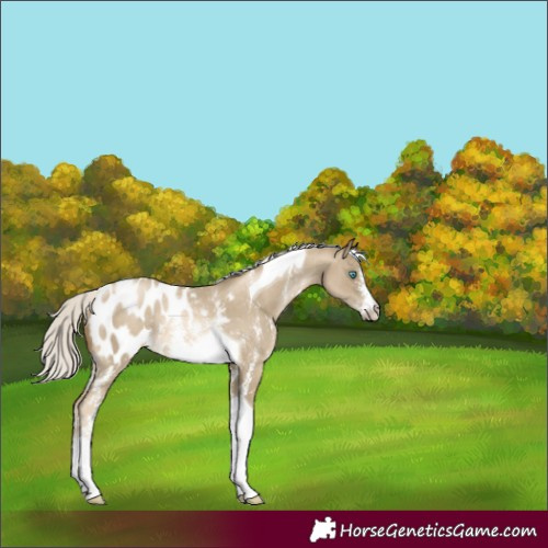 Horse Color:Silver Smoky Black Pearl Sabino Tobiano Appaloosa Rabicano