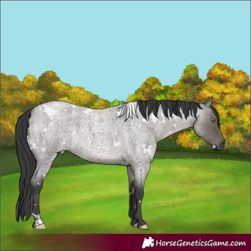 Horse Color:White Spotted Grullo Roan 