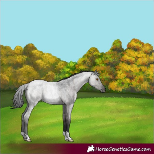Horse Color:Grullo Roan Rabicano 