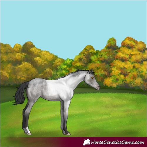 Horse Color:Grullo Roan 