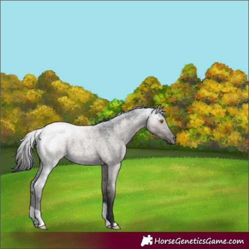 Horse Color:Grullo Roan 