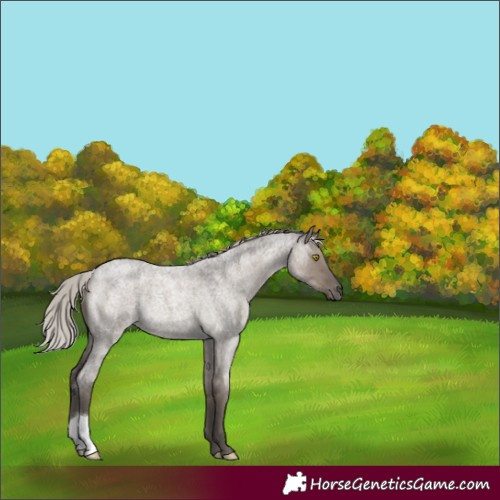 Horse Color:Silver Grullo Roan 