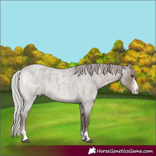 Horse Color:Silver Grullo Roan Sabino