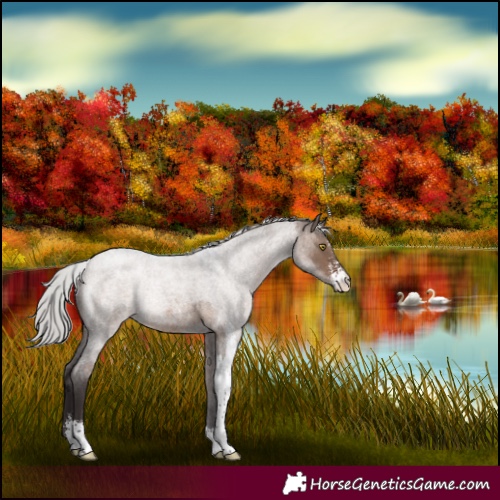 Horse Color:Silver Brown Roan Dun Sabino 