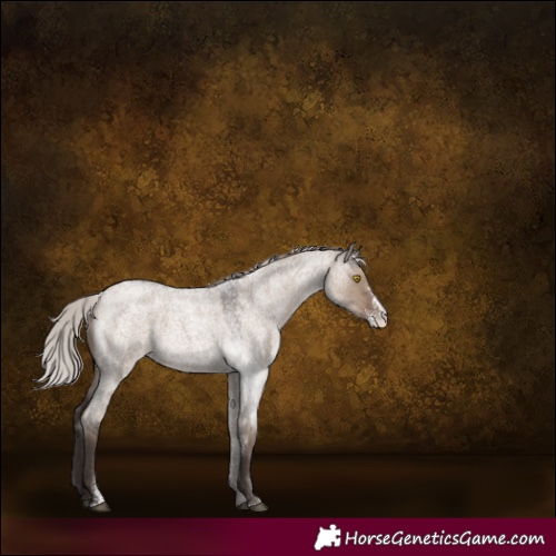 Horse Color:Silver Grullo Roan Sabino