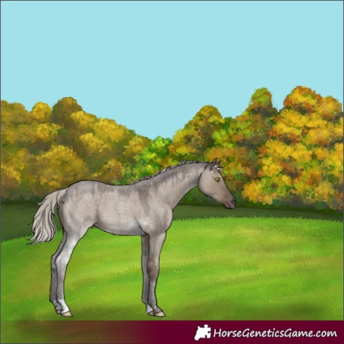 Horse Color:Silver Grullo Roan