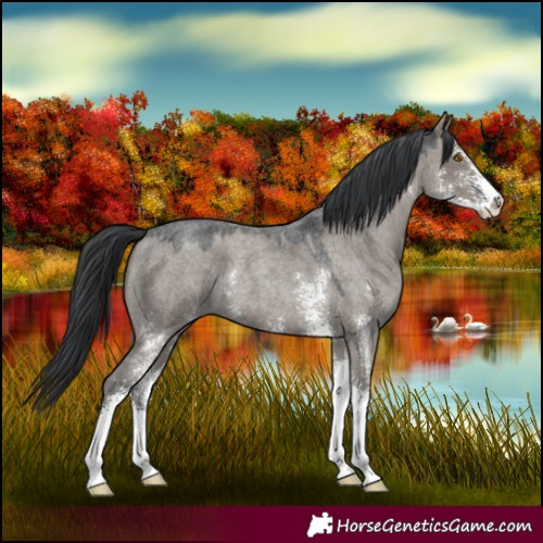 Horse Color:Grullo Roan Sabino