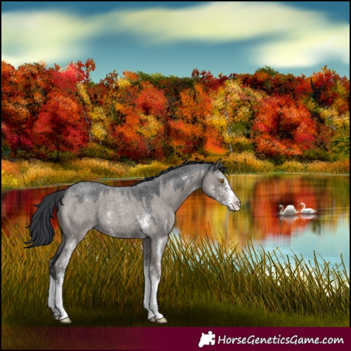 Horse Color:Grullo Roan Sabino 