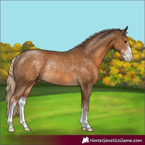 Horse Color:Chocolate Palomino Sabino Rabicano 