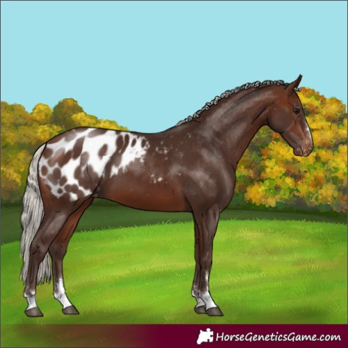 Horse Color:Silver Brown Blanket 