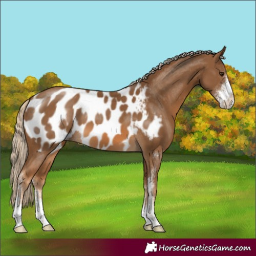 Horse Color:Chocolate Palomino Sabino Appaloosa 