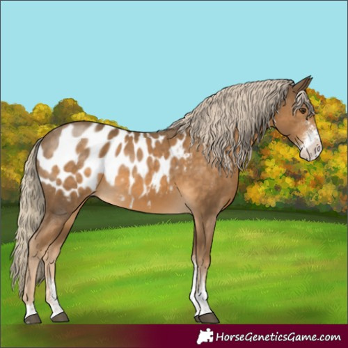 Horse Color:Chocolate Palomino Sabino Appaloosa