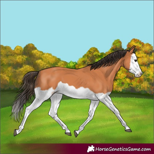 Horse Color:Bay Splash Frame 