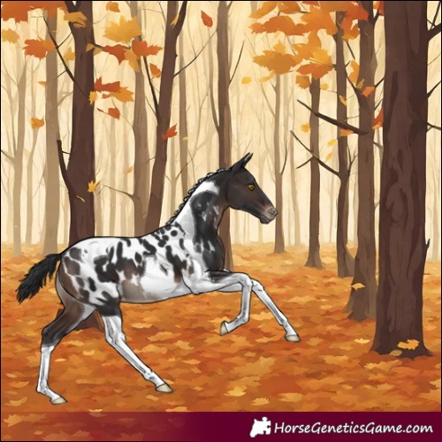 Horse Color:Brown Tobiano Appaloosa