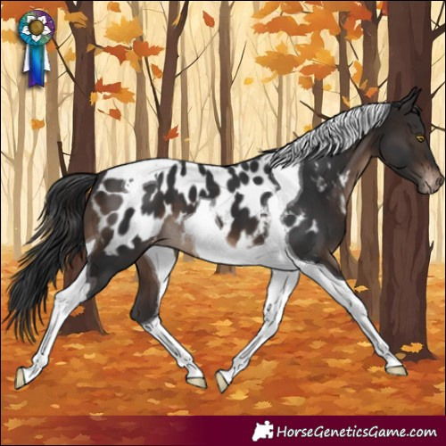 Horse Color:Brown Tobiano Near Leopard 