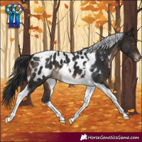 Horse Color:Brown Tobiano Near Leopard 