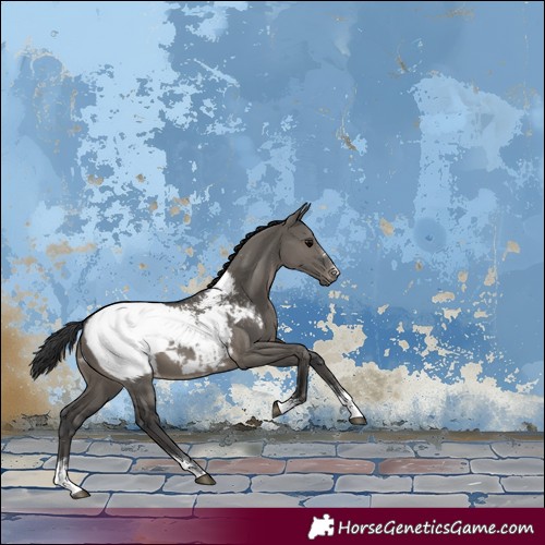 Horse Color:Grullo Appaloosa