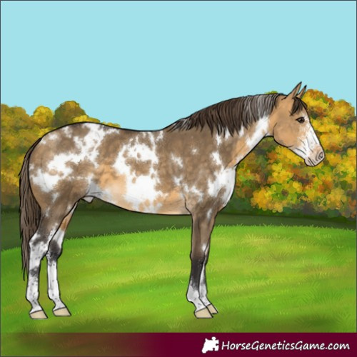 Horse Color:White Spotted Buckskin Dun Sabino Appaloosa