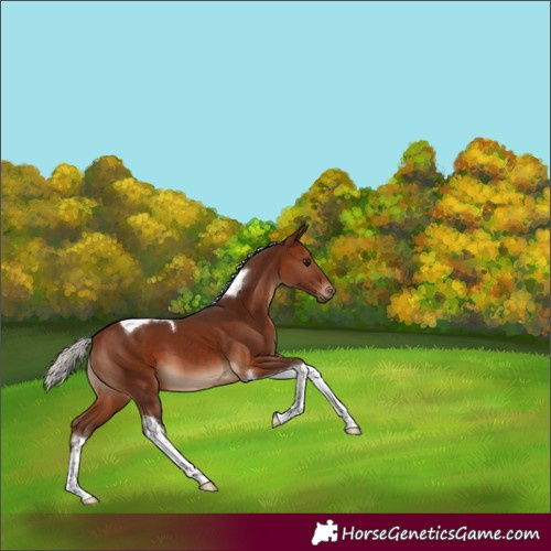Horse Color:Silver Brown Tobiano